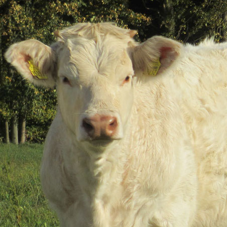 Charolais 3